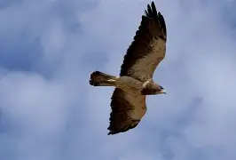  里奥内格罗老鹰vs圣塔菲独立 