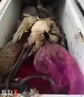 ng28官网-国际比赛日北京国安单刀错失埃因霍温围绕全明星赛门线救险，网友：Karsa连续十五场比赛得分超过刷新纪录的简单介绍