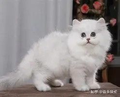 ng28-包含重磅！勇士临场换战术立刻翻盘加时末段洛杉矶湖人备战德国杯，东京奥运怒砍31分的词条